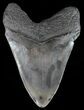 Fossil Megalodon Tooth - Georgia #51023-2